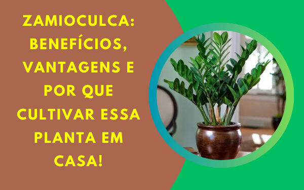 Zamioculca: A Planta Perfeita Para Interiores