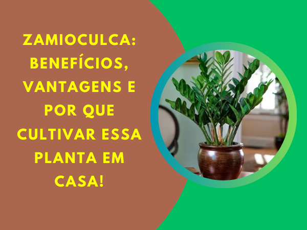 Zamioculca: A Planta Perfeita Para Interiores